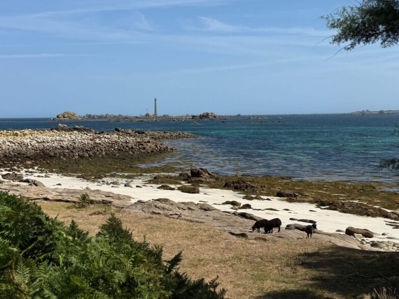 newkite stagadon 2025